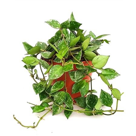 Hoya Krohniana Splash