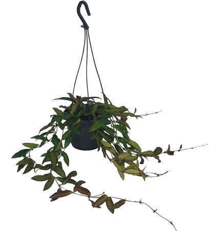 Хойя Розита Хангпот