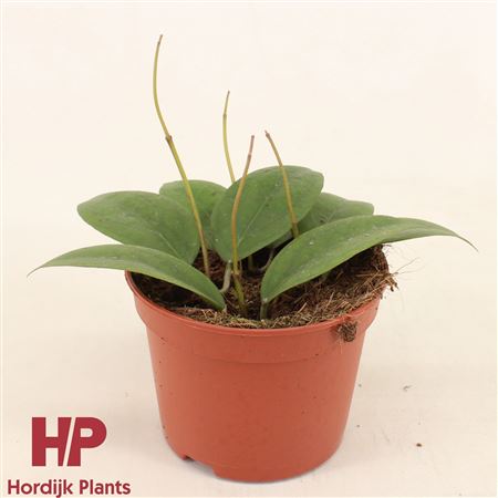 Hoya Tequila Sunrise