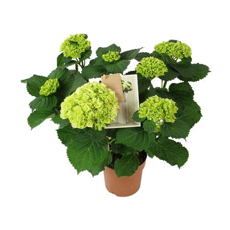Hydrangea Ma Hi White Sun 7+