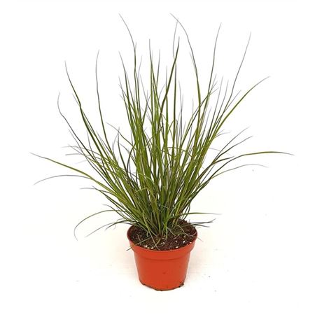 Carex Hach Phoenix Green