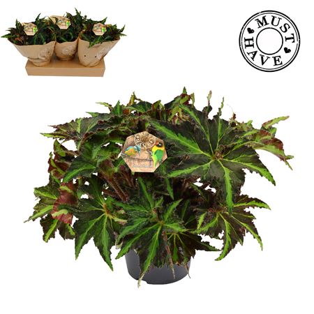 Begonia Rex Liondance Must Have