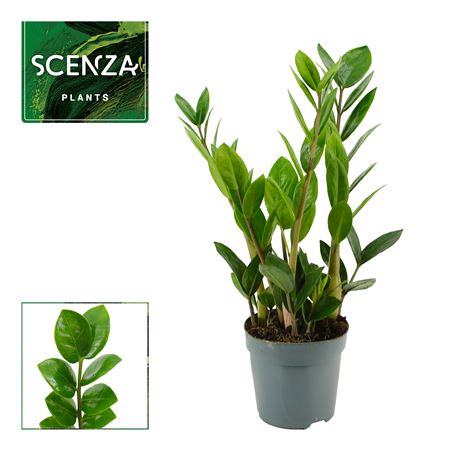 Zamioculcas Lima 3+