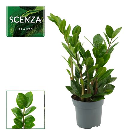 Zamioculcas Lima 10,5 Cm Scenza 30 Cm, 3+ Veren