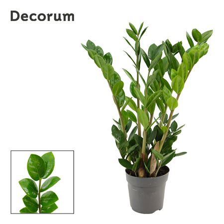 Zamioculcas Lima 10,5 Cm Decorum 40 Cm, 4+ Veren