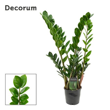 Zamioculcas Lima 12 Cm Decorum 60 Cm, 5+ Veren (de
