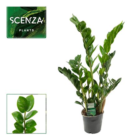 Zamioculcas Lima 3+