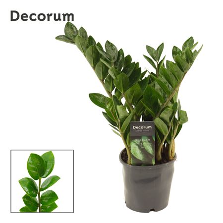 Zamioculcas Lima 5+