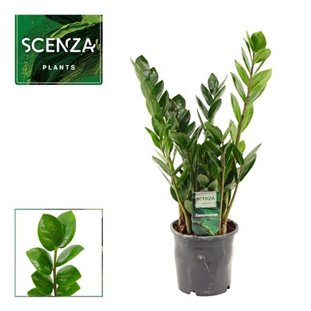 Zamioculcas Lima 12 Cm Scenza 40 Cm, 3+ Veren (sce