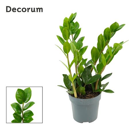 Zamioculcas Lima (decorum)