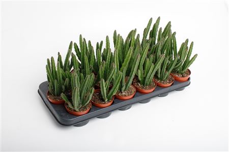 Стапелия Лендерция