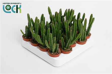 Stapelia Leendertziae