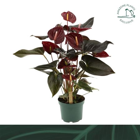 Anth An Delicata 6+ (amazone)