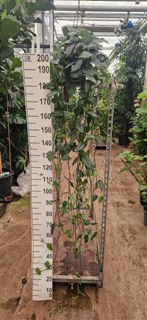 Monstera Siltepecana Hangplant Xl