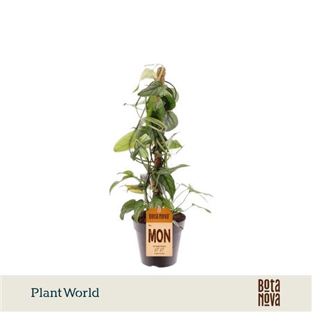 Monstera Siltepecana Mosstok