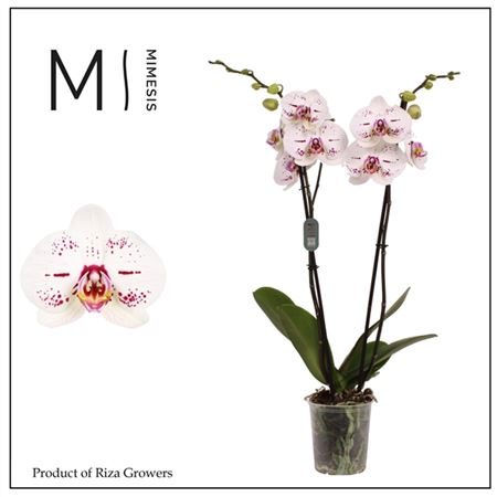 Phal 2st Allurion 16+ (mimesis)