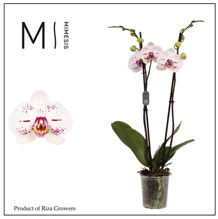 Phal 2st Allurion 16+ (mimesis)