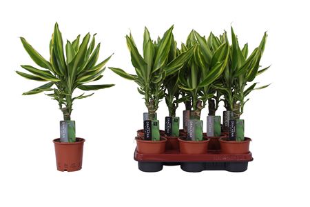 Drac Golden Queen 15 Stem