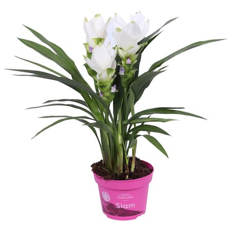 Curcuma Siam Sisto 2+
