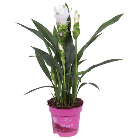 Curcuma Siam Sisto 2+