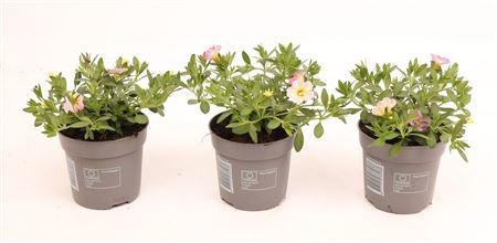 Calibrachoa Fancy Francy