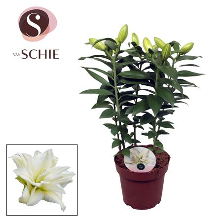 Lilium Or Roselily Zeta 5pp