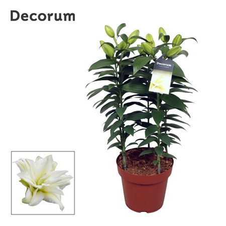 Lilium Or Roselily Zeta 5pp (decorum)