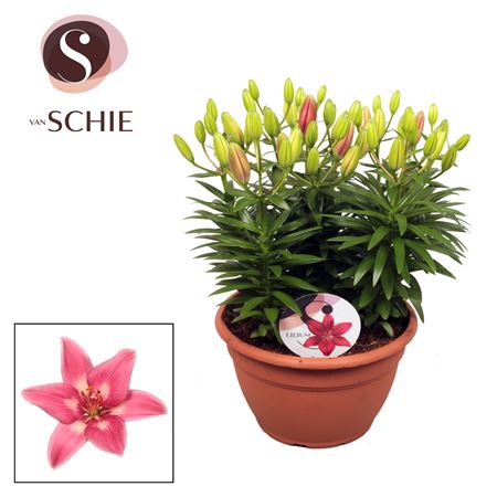 Lilium As Rozalynn Pink 9pp