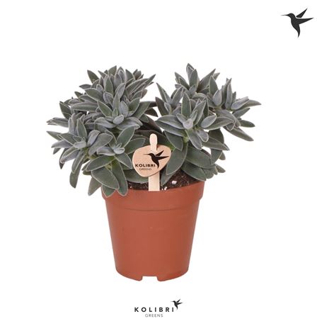 Crassula Tarantula