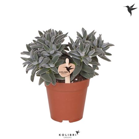 Crassula Tarantula