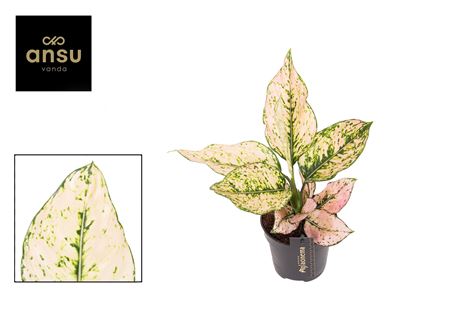 Aglaonema Rosy