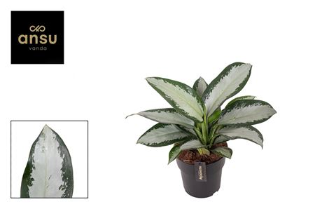 Aglaonema Silver Blue