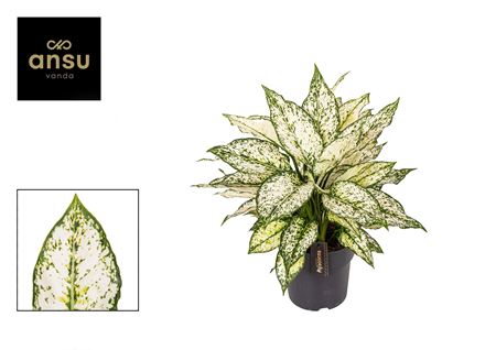 Aglaonema White Kiwi