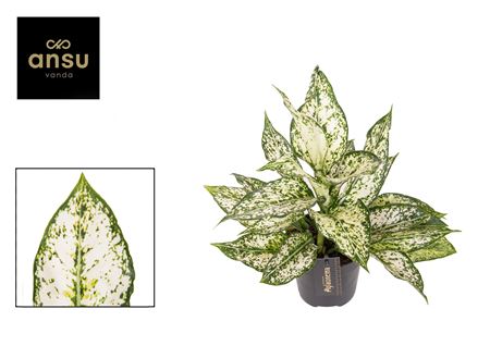 Aglaonema White Kiwi