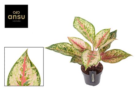 Aglaonema Painted Celebration