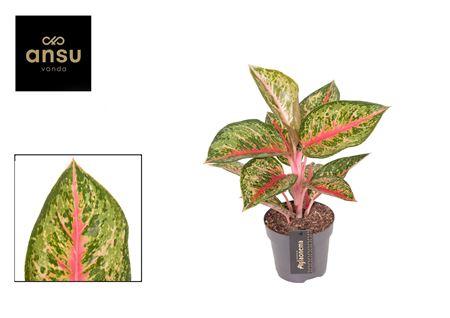 Aglaonema Paradise Red