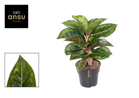 Aglaonema Camo Rubina