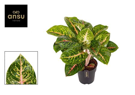 Aglaonema Green Spring Red