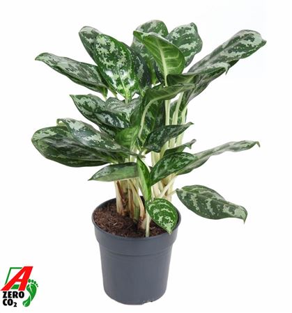 Aglaonema Amazone Silver