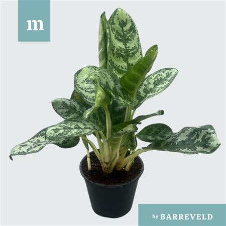 Green Agla 'amazon Silver'