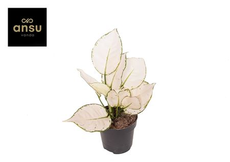 Aglaonema White Joy Small