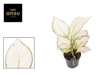 Aglaonema White Joy