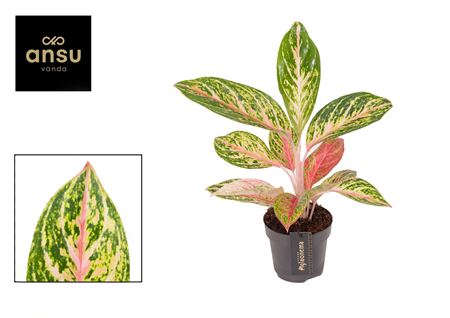 Aglaonema Coco Melon