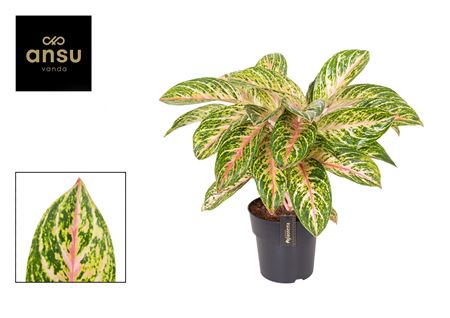 Aglaonema Coco Melon Xxl