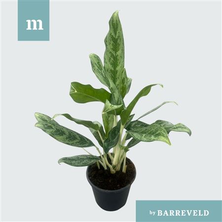 Aglaonema Greyhound