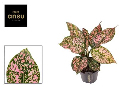 Aglaonema Pink Dolphin