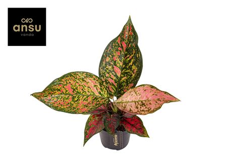 Aglaonema Coral Red