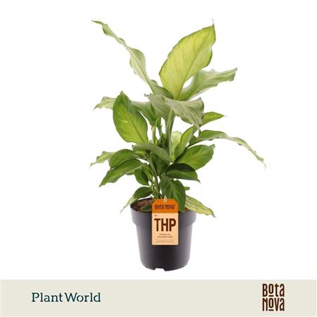 Dieffenbachia Ivory Green