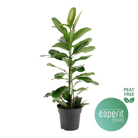 Ficus Microcarpa Smile