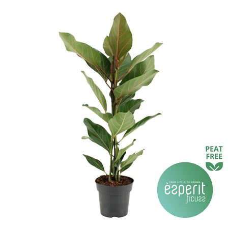 Ficus Ben Joy